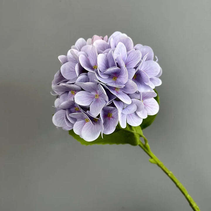 Touch Hydrangea Stem