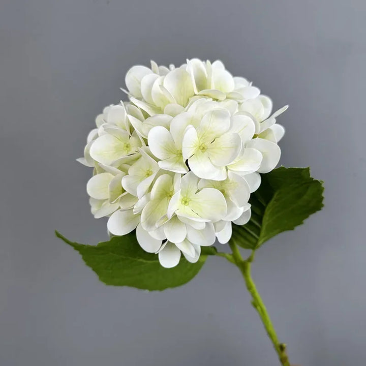 Touch Hydrangea Stem