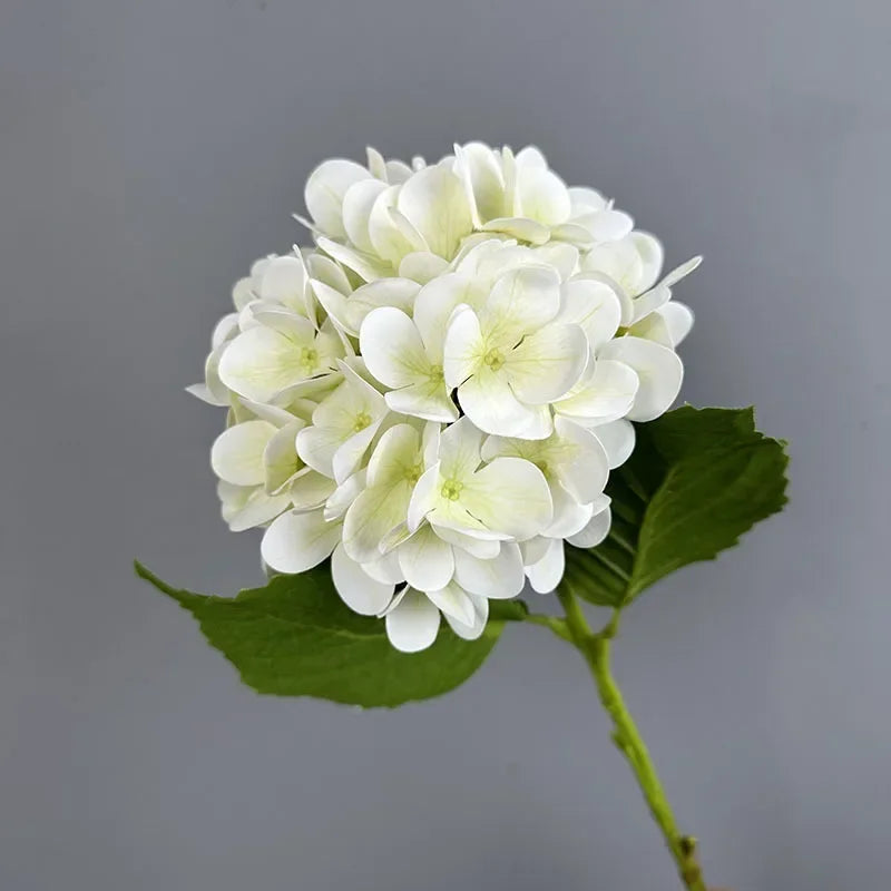 Touch Hydrangea Stem