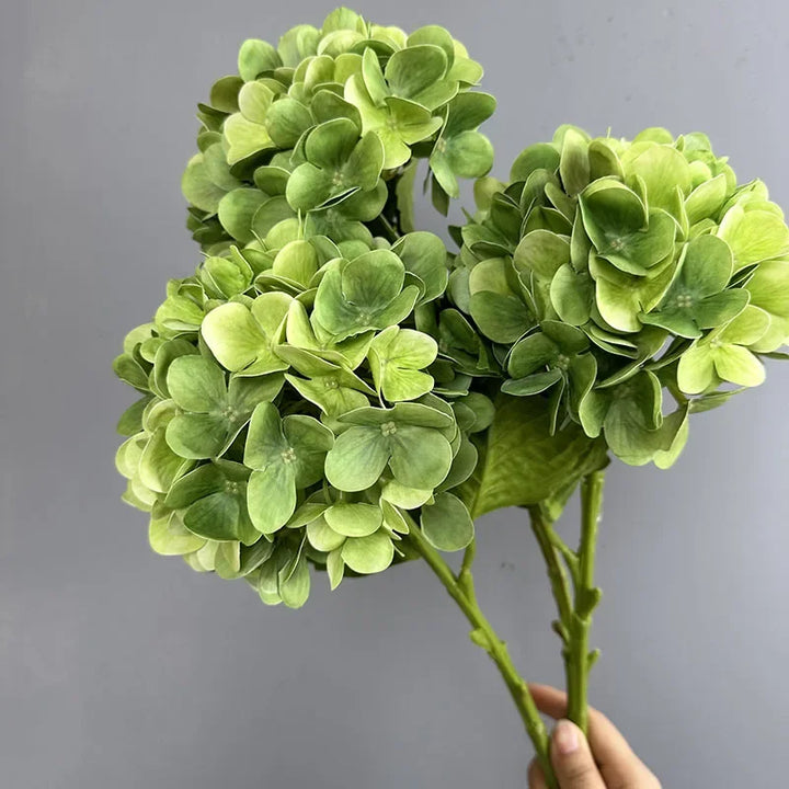 Touch Hydrangea Stem