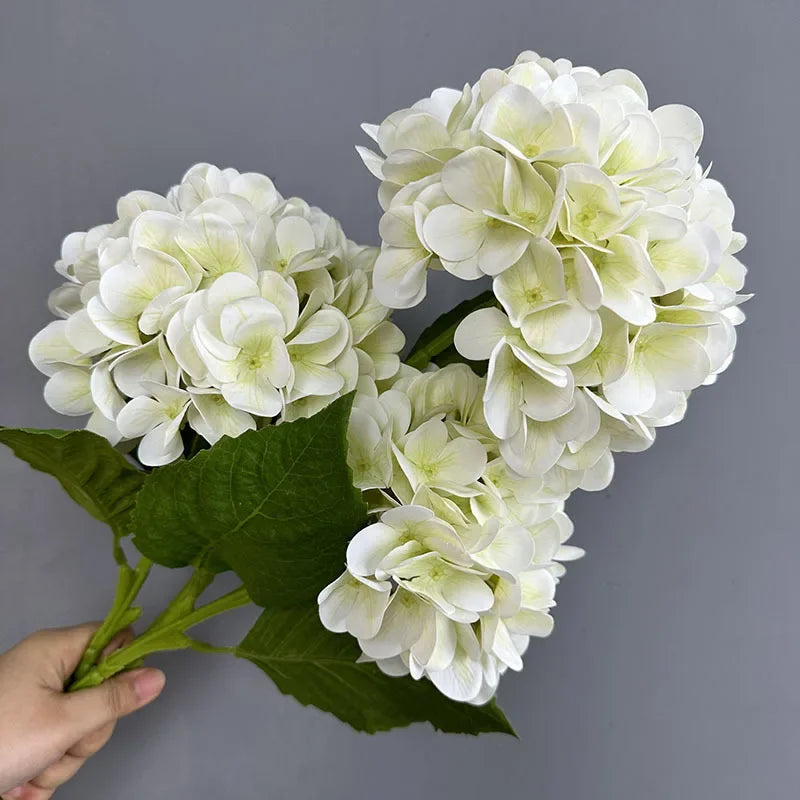 Touch Hydrangea Stem