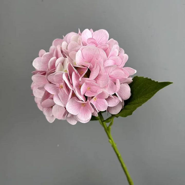 Touch Hydrangea Stem