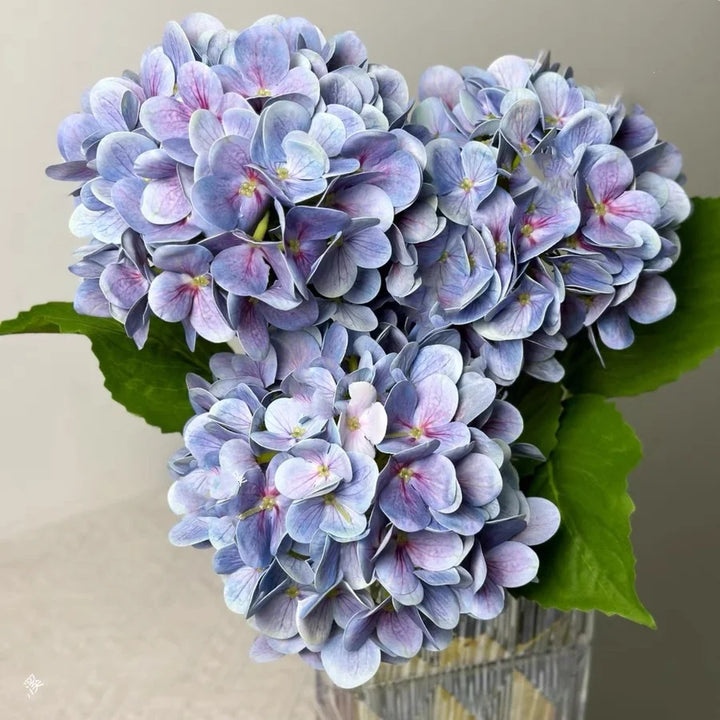 Touch Hydrangea Stem