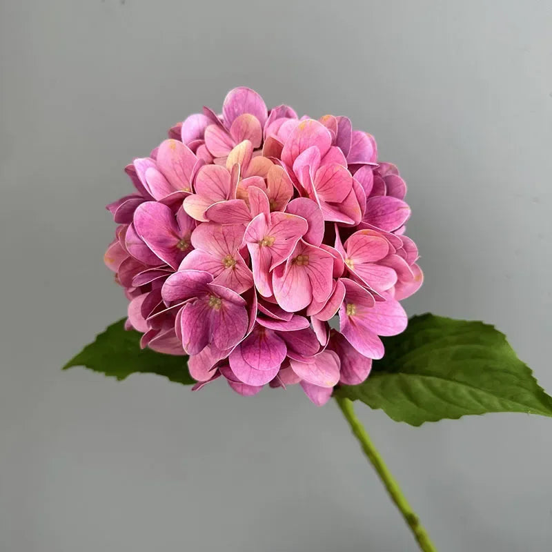 Touch Hydrangea Stem